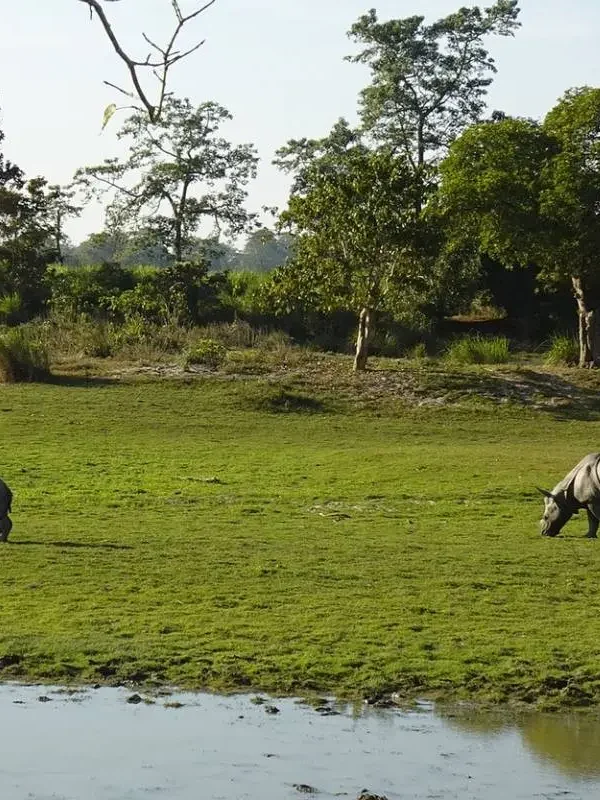 Assam Tour